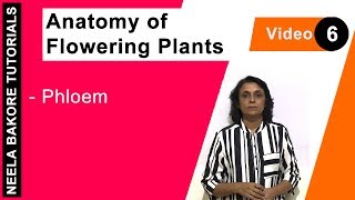 Anatomy of Flowering Plants  NEET  Phloem  Neela Bakore Tutorials [upl. by Larok]