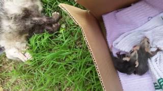 Possum rescue  7 baby opossums rescued from deceased mom opossum [upl. by Nolitta906]