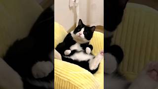 olha isso gente catcomedy catvideos pets funny [upl. by Marcellus]