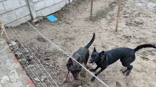 Dutch shepherd Vlog harddog strongestbattlegrounds [upl. by Hutton]