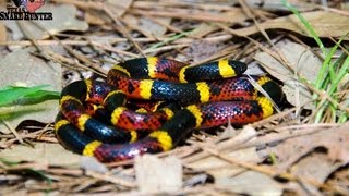 Coral Snake Vs Milksnake [upl. by Manup577]