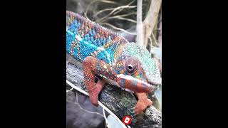 👀Facts about Chameleon 😱  गिरगिट के अजीब राज🦎shorts girgit facts [upl. by Ahswat]