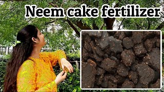 Neem Cake Fertilizer नीम की खल की खाद Benefits Uses  Neem ki khali ki khad neemcakefertilizer [upl. by Gibbon]