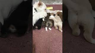 Loadingailasa ailasa trending 1000subscriber doglover explore puppy puppyvideos straydog [upl. by Roots]