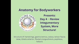 Day 4 of Online Anatomy for Bodyworkers [upl. by Moscow359]