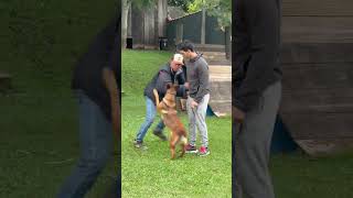 Aprenda a Treinar Cães Visita de Rafael ao Centro de Treinamento [upl. by Aikemal]