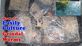 How To Easily Culture Grindal Worms  Unlimited Live Food for Fish [upl. by Olaznog722]