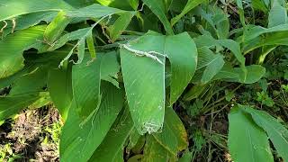 Sweetcorn root plants Calathea allouia A favorite plant of mine aka Leren Guinea arrowroot [upl. by Loftus]