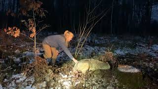 Releasing a Trapped Wisconsin Wolf w Hand In Trap Demo [upl. by Notslar]