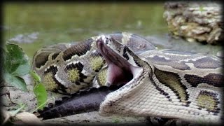 Python Eats Alligator 02 Time Lapse [upl. by Ecirtel]