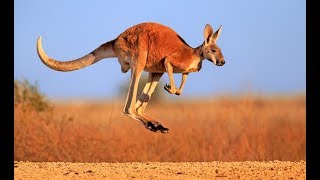 Kangaroo  Australian Kangaroos Documentary Kangaroo Life [upl. by Oreste]