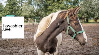 Paardenasiel The Old Horses Lodge Werelddierendag met wandeling op feest Franciscus van Assisi [upl. by Price]