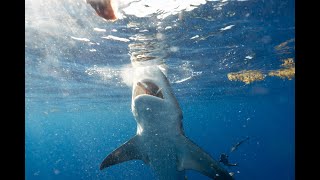 Shark Cage Diving in Gansbaai South Africa [upl. by Odrarej]