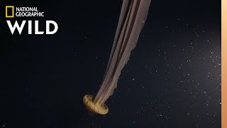 A DreamLike Giant Jellyfish  Hunt For the Giant Squid [upl. by Aihsiym785]