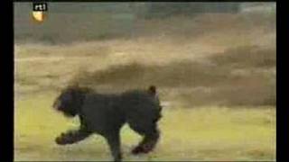 Bouvier des Flandres Dier en Zo TV [upl. by Dwinnell]