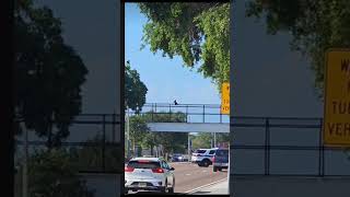 Florida Man on top of the trail bridge crazy funny floridaman florida pinellascounty stpete [upl. by Sink]