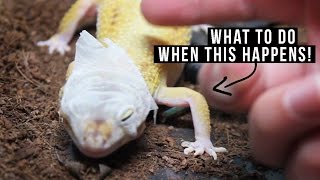 REMOVING OLD SKIN  Leopard Gecko [upl. by Oiretule]