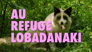 Au coeur du refuge danimaux sauvages Lobadanaki  Reportage [upl. by Hanid]