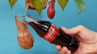 ¡Puse COCA COLA en una PLANTA CARNIVORA Nepenthes ¿Qué va a pasar [upl. by Aielam273]