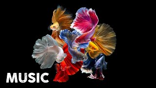 100 Minutes of Mesmerizing Betta Fish A Symphonic Journey Through the Aquatic Realm [upl. by Anuqahs]