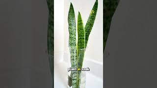 Snake Plant Propagation by Leaf Cuttings in Water garden indoorplantsshorts short viralvideo [upl. by Durwood]