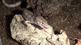 Madrean Alligator Lizard Elgaria kingii nobilis eating locust [upl. by Einaj]