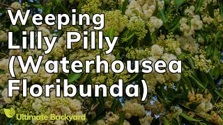 How to Grow a Weeping Lilly Pilly Waterhousea Floribunda [upl. by Yebot]