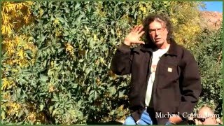 Nicotiana glauca Tree Tobacco Michael Cottingham Southwest Herbalist Part 1 [upl. by Crotty]