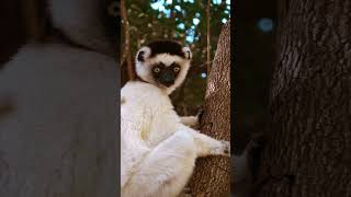 Close Encounter With Sifaka Lemur  Madagascar [upl. by Naivart940]