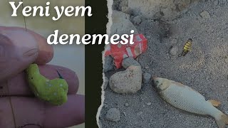 Mera ve yem denemesi KONUM AÇIKLAMADA sazanavı fishing carpfishing fishing [upl. by Fai]