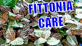 Growing Fittonia [upl. by Sine]