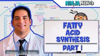 Metabolism  Fatty Acid Synthesis Part 1 [upl. by Eanwahs]