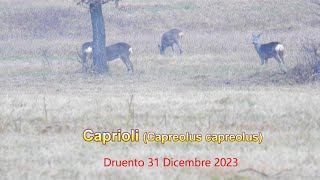 Caprioli Capreolus capreolus Druento 31 Dicembre 2023 [upl. by Onitsuaf724]