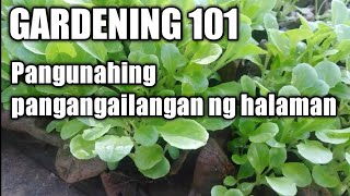 Gardening 101 Pangunahing pangangailangan ng halaman Mga organikong pataba para sa halaman [upl. by Bard486]