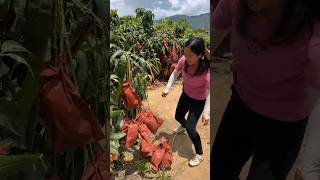 Lots of ripe mangoes 🥭🥭 and harvesting sweet mango from farm shorts harvest youtubeshorts [upl. by Maharg]