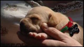 Boy flushes dirty puppy down toilet [upl. by Hailee842]