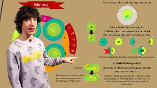 Meiosis Paso a Paso [upl. by Ardnic]