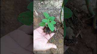 Tulasi plantation tulasi plantation plants organic nature gardening shorts 1 [upl. by Ambrosio]