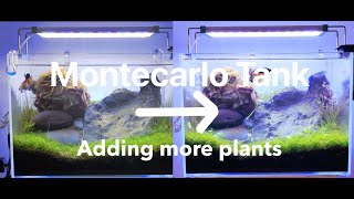 Monte Carlo aquarium plant Adding pearl weedTwinstar 300c [upl. by Clementi]