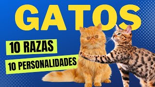 10 Razas de Gatos Increíbles que Debes Conocer [upl. by Ennailuj]