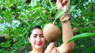 Yummy Sapodilla Fruit Ripen  Sapodilla Fruit  Cooking With Sros [upl. by Dirk]