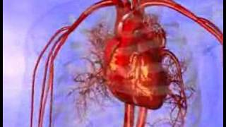 Medical animation of a heart [upl. by Bonni]