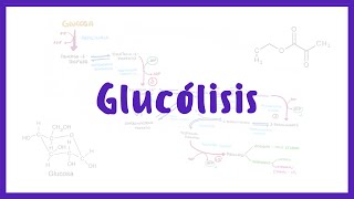 BIOQUÍMICA  Glucólisis Catabolismo de Carbohidratos  Blasto Med [upl. by Nobe253]