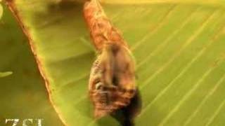 Owl butterfly emerging timelapse [upl. by Sathrum17]