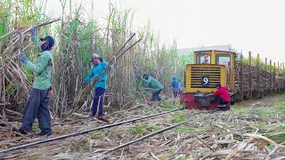 Riding Cheapest Village Train to Transport Tons of Fresh Sugarcane [upl. by Cadal75]