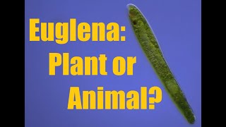 Euglena plant or animal Neither [upl. by Cesaria]