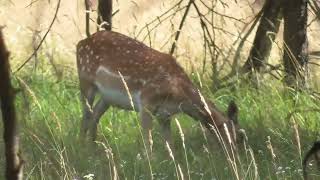 FALLOW DEER [upl. by Swamy]