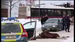 Moose Älg föll 8 meter Kupolen BORLÄNGE 2014 [upl. by Tikna]