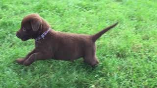 Chocolate Labrador Puppies Playing at 7 Weeks [upl. by Atinas179]