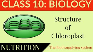 Class 10 BiologyNutritionStructure of Chloroplast [upl. by Cathi208]